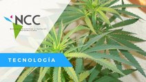Una ley revolucionaria permite a Uruguay exportar marihuana medicinal