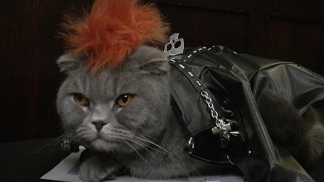 Нью-Йорк: по подиуму прошлись кошки-модели