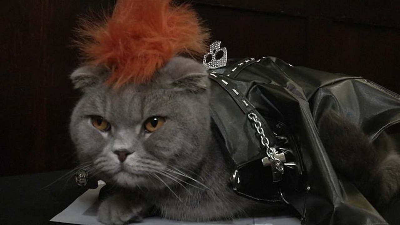 Нью-Йорк: по подиуму прошлись кошки-модели