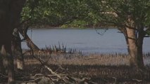 Sea levels threaten Australian mangroves