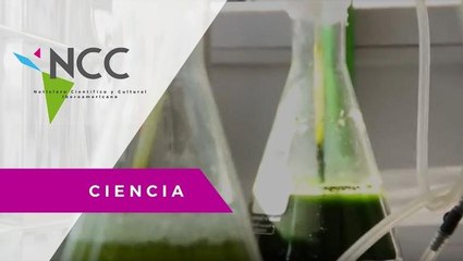Microalgas: unas aliadas contra la contaminación.