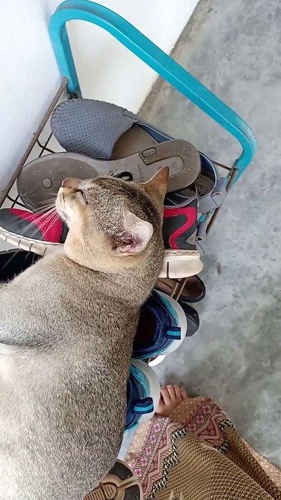 cute cat sleeping at shoe rack