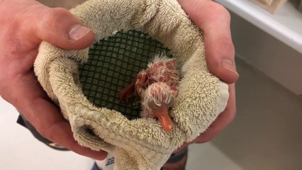 Zoo de Mulhouse: ça pouponne à la maison de l'éclosion