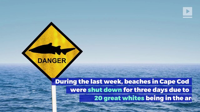 Great White Sharks Are Invading Cape Cod