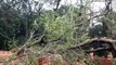 Ventos fortes derrubam galhos de árvore e causam danos em casa no Melissa