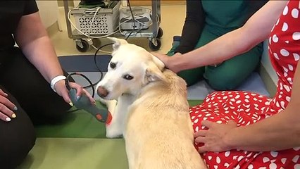 Aux Etats-Unis, la santé des animaux de compagnie n'a pas de prix