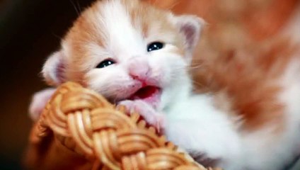 범계출장안마 -후불100%ョØ1ØZ2659Z1768｛카톡SN92｝ 범계전지역출장안마 범계오피걸 범계출장마사지 범계안마 범계출장마사지 범계콜걸샵◛◘◥