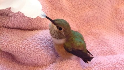 Il recueille un colibri et le nourri... Animal adorable