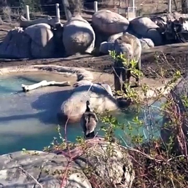 Un éléphanteau se fait chasser par une oie... Tellement drôle