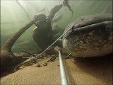 Il nage avec des silures de plus de 2m de long dans la Loire