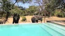 Des éléphants viennent boire de l'eau de cette piscine