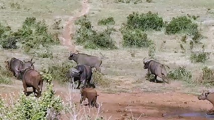 Un éléphanteau courageux fait fuire un troupeau de buffles