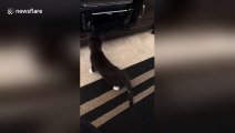 Adorable kitten jumps back in fear of printer