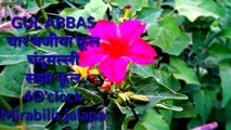 Mirabilis jalapa full information hindi