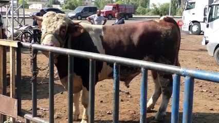 Kars'ta kurbanlık çok alan yok