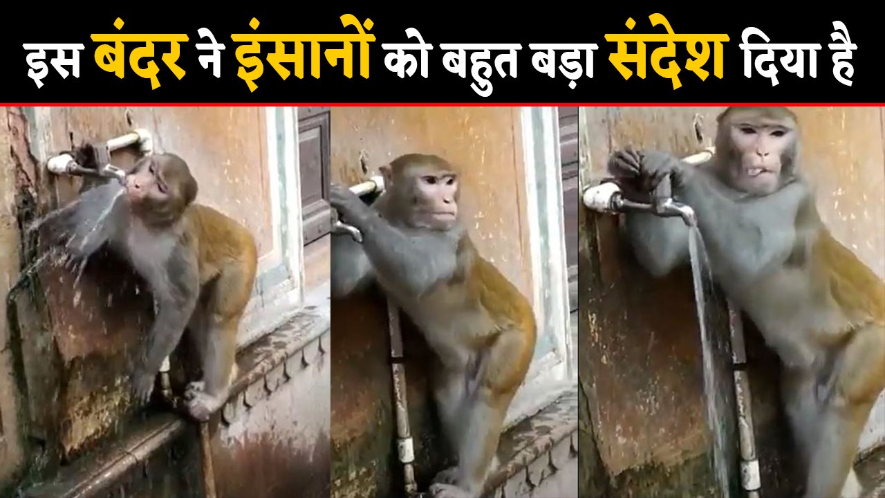 Monkey का ये Viral Video लोगों के लिए एक बड़ा संदेश | Save Water | वनइंडिया हिंदी