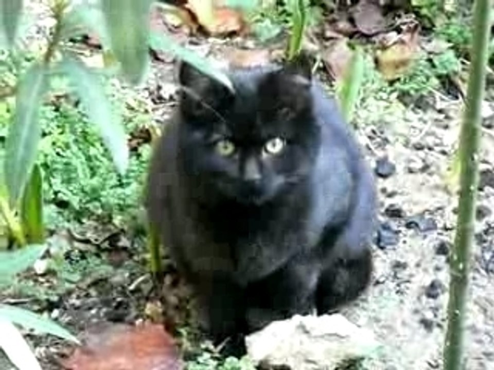 Lechat
