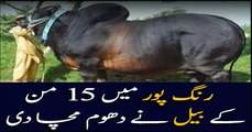 Giant Sultan from interior Punjab is ready to enter Karachi cattle market