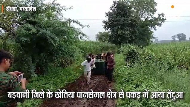 युवती का शिकार करने वाला तेंदुआ पिंजरे में कैद