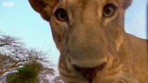 Lion Cubs Play With Spy Cam - Serengeti- Behind The Scenes - Animal Planet