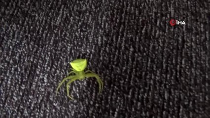 Küçük kız insan yüzlü örümceğe gözü gibi bakıyor