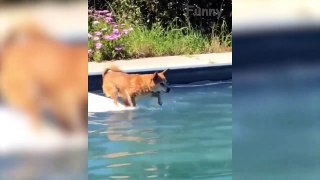  Funniest  Dogs and  Cats - Awesome Funny Pet Animals' Life Videos 
