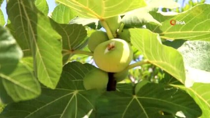 Mersin'de incir altın yılını yaşıyor