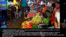 The Most Exotic Market in the World | Belen Market [Iquitos / Peru]