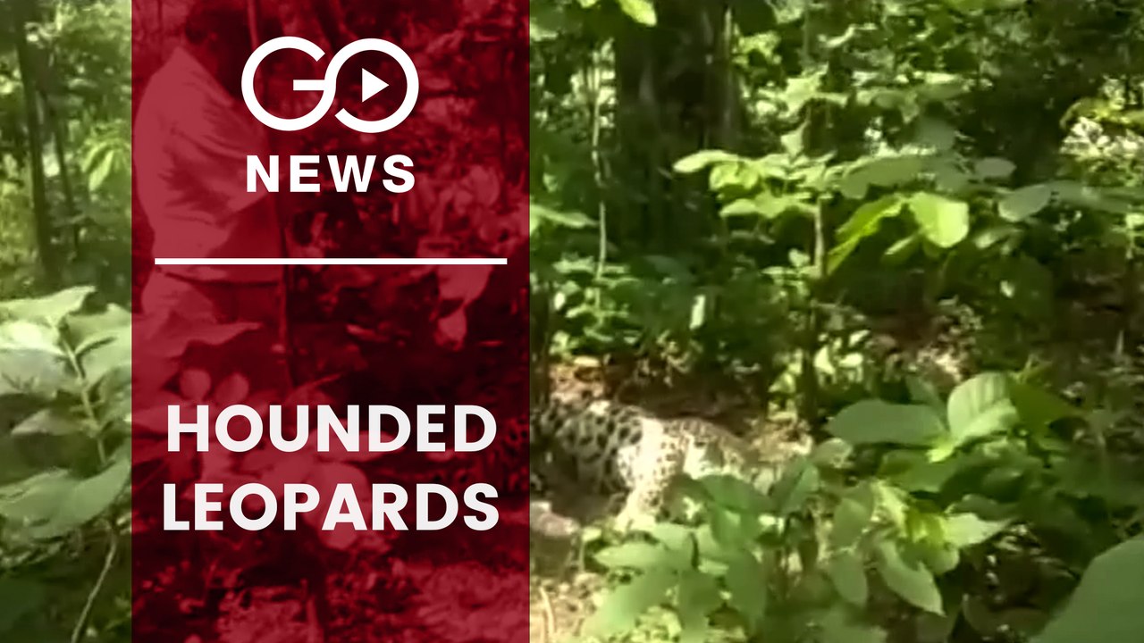Three Leopards Found Dead In Uttarakhand