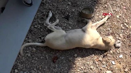 ANTALYA ARAÇ ÇARPMASI SONUCU YARALANAN KÖPEK TEDAVİYE ALINDI