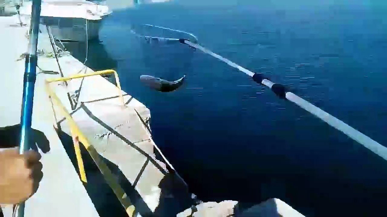 Λαγοκέφαλο Καταβροχθίζει Μεταλλικό Κουτί Μπύρας