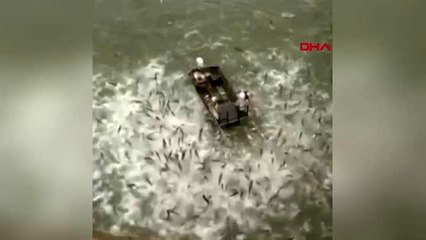 DHA DIŞ - ABD'de 'elektroşok teknesi' ile avlandılar