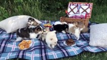Cutest Husky Puppy Ever - Funny And Cute Husky Puppies Compilation - Puppies TV