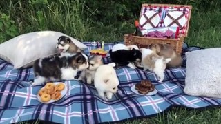Cutest Husky Puppy Ever - Funny And Cute Husky Puppies Compilation - Puppies TV