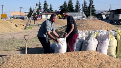 Hububat fiyatları çiftçiyi sevindirdi - KONYA