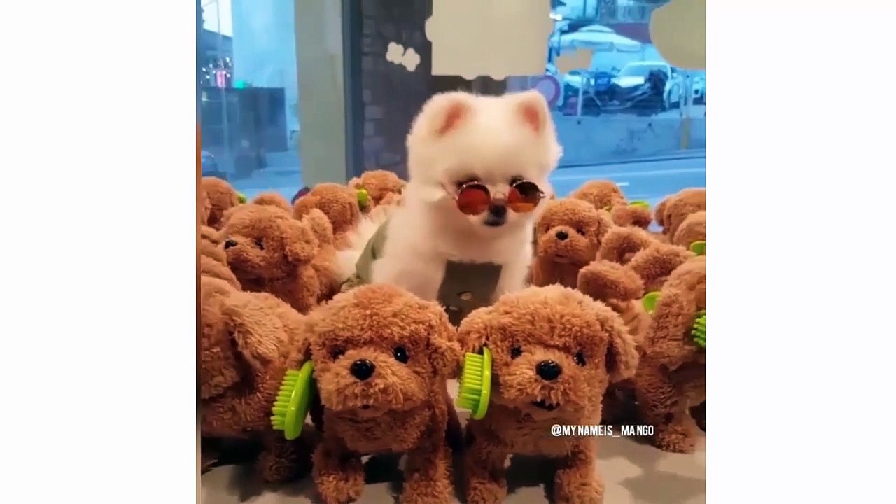 Funny And Cute Pug Puppies Compilation - Cute Boo Dogs Video