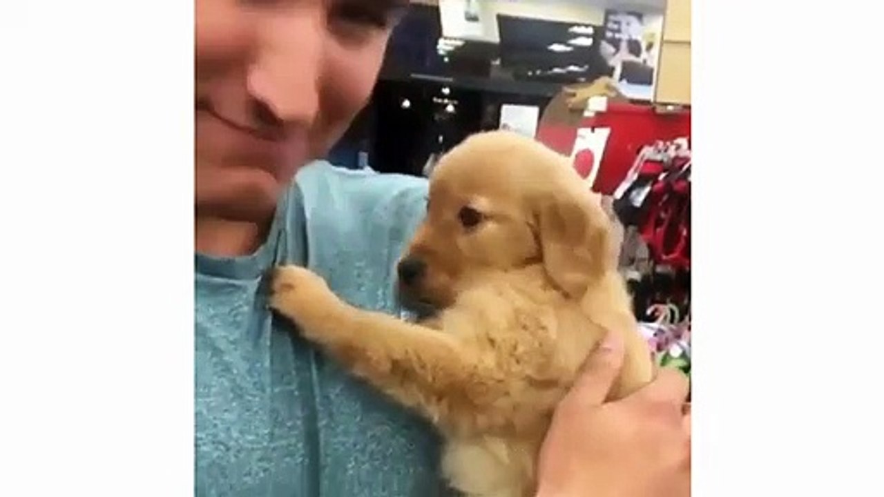 Funny And Cute Puppies Compilation - Cute Puppies & Cute Puppy