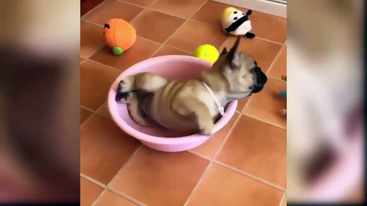 Funny Puppies And Cute Puppy Videos - Cute Puppies Playing With Big Dogs - Puppies TV