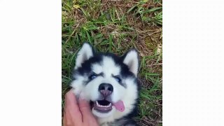 Husky puppies funny moments - Cute puppies doing funny things 2019 - Puppies TV