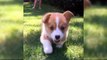 Puppies Running Around - Cutest Puppies Ever In The World - Puppies TV