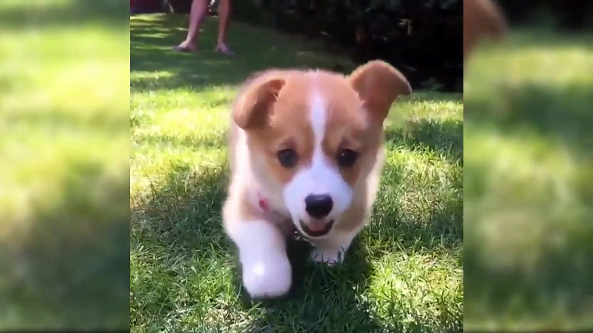 ⁣Puppies Running Around - Cutest Puppies Ever In The World - Puppies TV