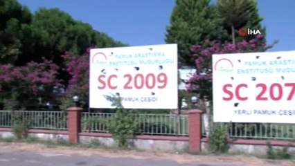 Nazilli Pamuk Araştırma Enstitüsü'nden tarıma destek