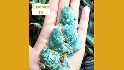 Best friends animal TV: This beautiful woman is a real dinosaur keeper!