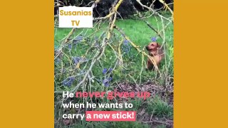 Best friends animal TV: This strong little dog is addicted to big sticks... literally!