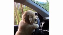 Funny And Cute Golden Retriever Puppies Compilation #1 - Puppies TV