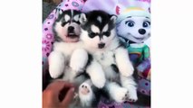 Funny And Cute Husky Puppies Compilation - Cute Alaska Puppies Video