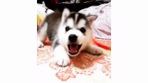 Funny and cute husky puppies compilation #1 - Cute dog videos doing funny things - Puppies TV