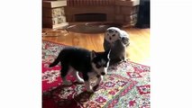 Funny and cute husky puppies compilation #1 - Husky dogs talking and playing