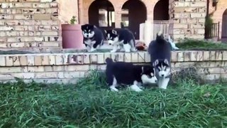 Funny And Cute Husky Puppies Compilation #2 - Puppies TV