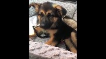 Cute Puppies Sleeping Compilation - Puppies Sleeping In Bed - Puppies TV